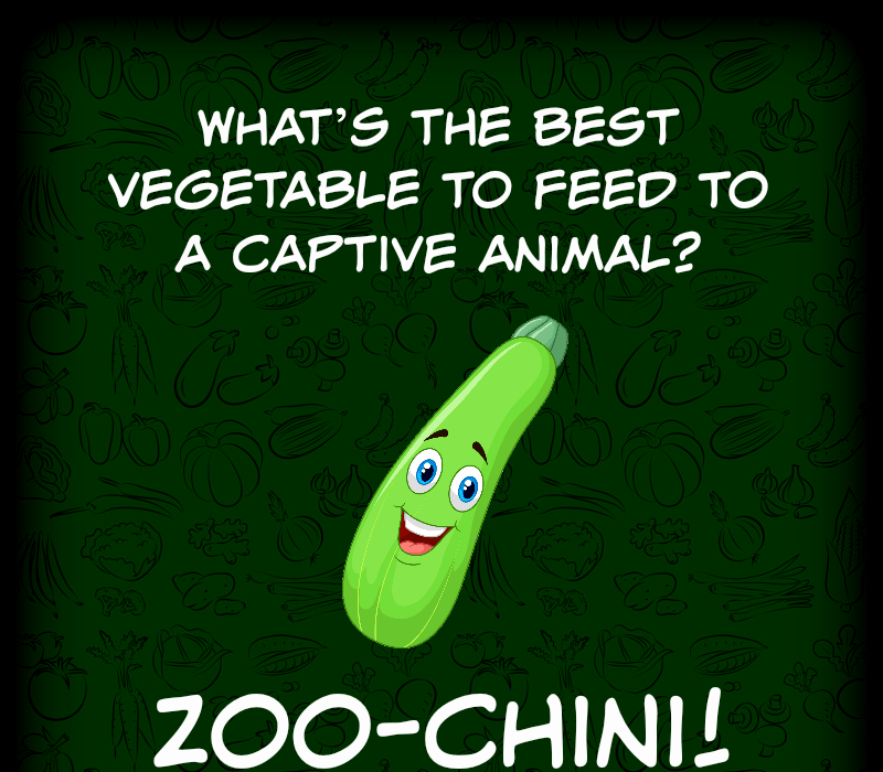 Quoi's the best vegetable to feed to a captive animal? Zoo-chini!