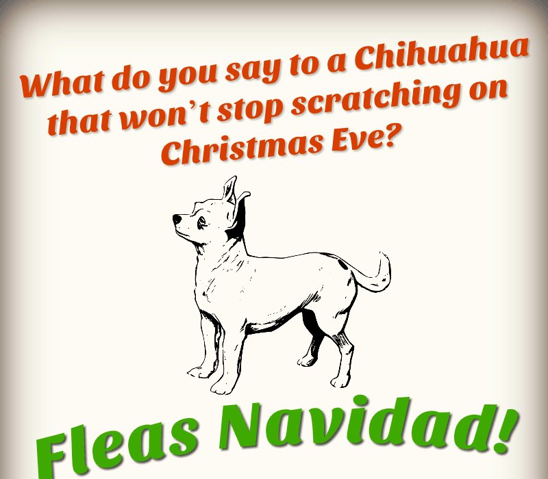   Шта кажете на чиваву која је победила't stop scratching on Christmas Eve? Fleas Navidad!