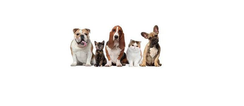 Obter um animal de estimação
